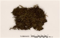 藏品(尖葉走燈苔)的圖片